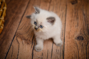 Fototapeta na wymiar Little british long-haired little white kitten on a wooden floor