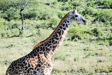 Giraffen in Tansania