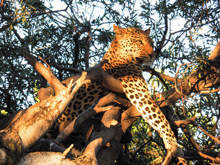 Leopard im Sonnenuntergang im Chobe Nationalpark