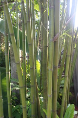 Fototapeta premium bamboo forest in the morning