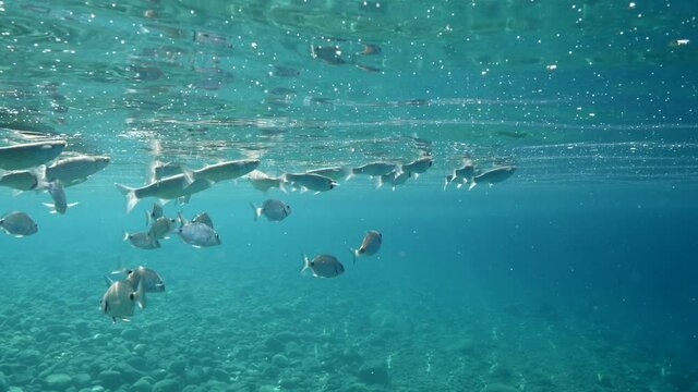 fish feeding the partucles on the surface of water underwater sea breems mullets and silversides relaxing ocean scenery
