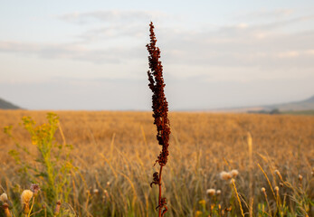 cereal field in bright color