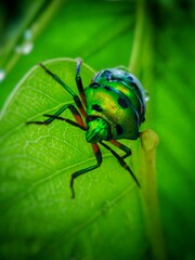 green bug on a leaf