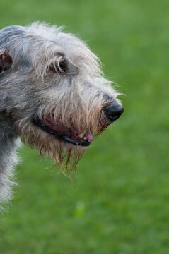 Irish Wolf Hound