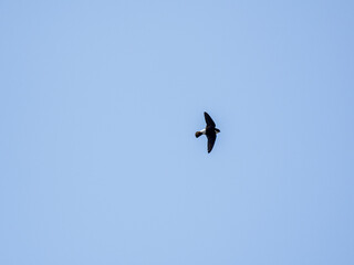 Fototapeta na wymiar asian house martin in flight on blue sky 5