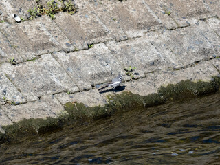 Black backed wagtail hopping Sakai River bank 2