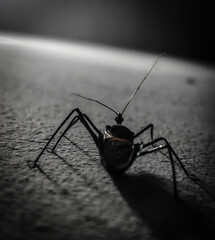 ant in the ground