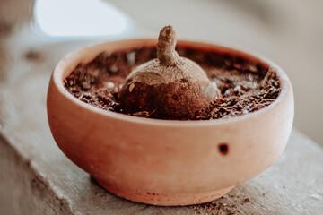 Stephania erecta Craib seed plant