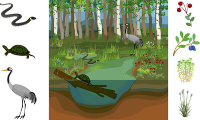 Ecosystem of swamp. Different swamp inhabitants: animals and plants isolated on white background - obrazy, fototapety, plakaty