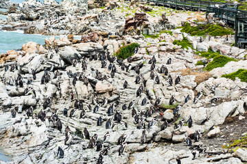 Penguins in Betty,s bay town in south africa, The famous stony point,, is one of the largest successful breeding colonies of african penguin in the world