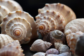 Close up macro of seashells on a black plate