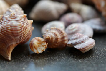 Close up macro of seashells on a black plate