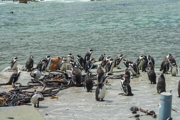 Naklejka premium Penguins in Betty,s bay town in south africa, The famous stony point,, is one of the largest successful breeding colonies of african penguin in the world