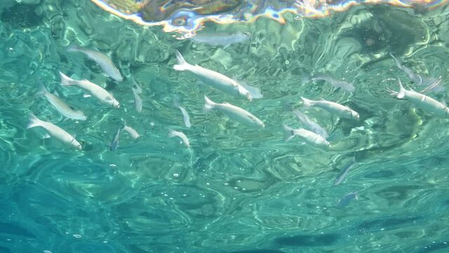 fish feeding the partucles on the surface of water underwater sea breems mullets and silversides relaxing ocean scenery