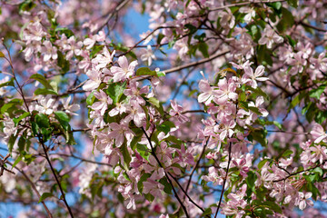Apple branches bloom pink flowers in early spring