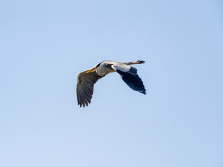 Japanese gray heron flying through blue skies
