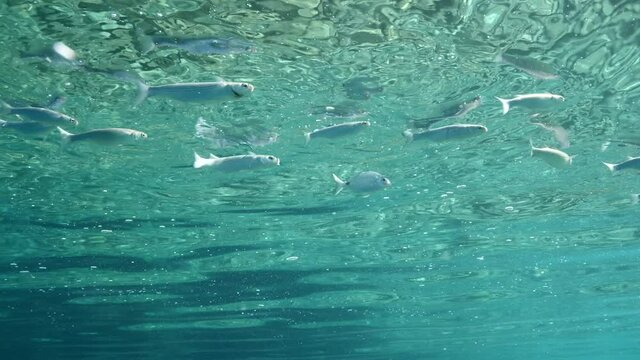 fish feeding the partucles on the surface of water underwater sea breems mullets and silversides relaxing ocean scenery