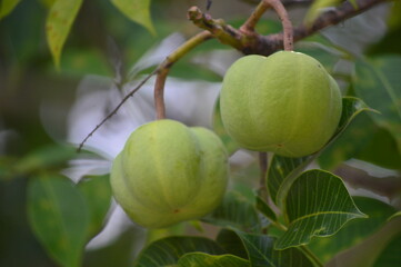 Rubber tree  background image