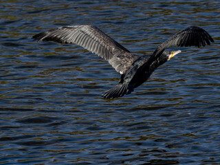 Japanese cormorant in flight over sakai river 1
