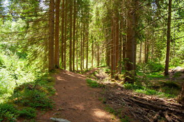 Forest Path in the Alps