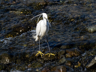 little egret wading in sakai river 2