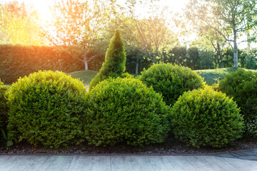Generic green fresh round spheric boxwood bushes wall with warm summer sunset light on background at ornamental english garden at yard. Early autumn green natural landscape park background - obrazy, fototapety, plakaty