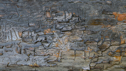 Fototapeta premium Stare drewno