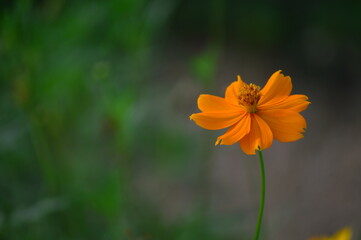 orange flower on green background used to make cards for the new year festival on valentines day, birthday, poster, christmas