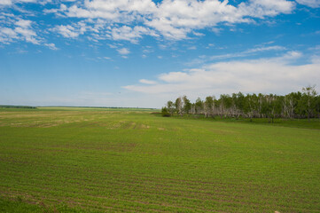 landscape with trees