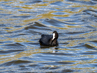 Common Eurasian coot in a Japanese pond 4