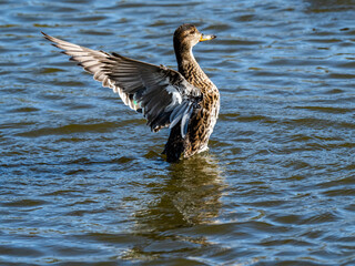 Female eurasian green-wing teal stretches wings 3