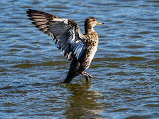 Female eurasian green-wing teal stretches wings 5