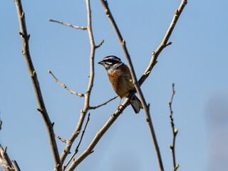 Meadow Bunting perched in a tree and blue skies 5
