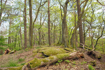 Natural trunk moos at forest natural untouched forest