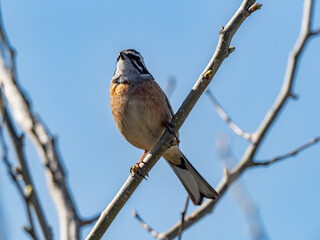 Meadow Bunting perched in a tree and blue skies 8
