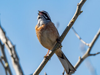 Meadow Bunting perched in a tree and blue skies 9