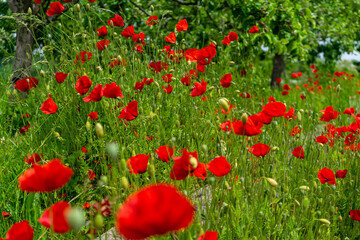 Fototapeta premium Mohnblumen am Wegrand Mitterfels im Bayerischen Wald