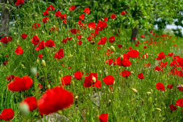 Mohnblumen am Wegrand Mitterfels im Bayerischen Wald