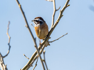 Meadow Bunting perched in a tree and blue skies 12