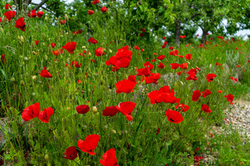 Mohnblumen am Wegrand Mitterfels im Bayerischen Wald