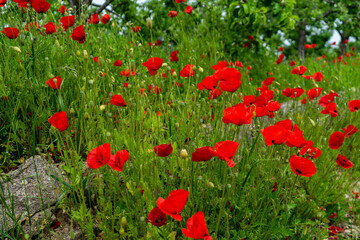 Mohnblumen am Wegrand Mitterfels im Bayerischen Wald