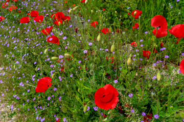 Obraz premium Mohnblumen am Wegrand Mitterfels im Bayerischen Wald