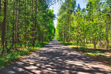 Forest Road. The concept of walking on a forest road, rest, peace among the trees. The road runs through the forest.