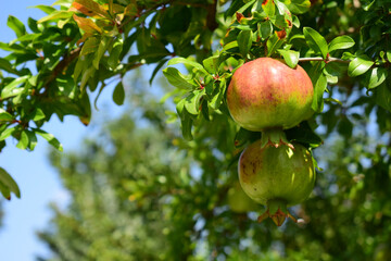 Pomegranate tree with fruits on a sunny day.