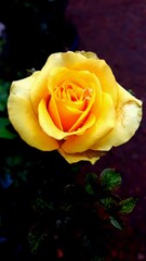 Single Yellow Rose after Rain