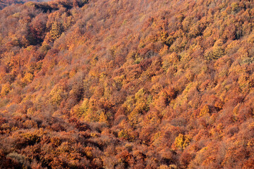 Colorful autumn beech forest, Bieszczady Mountains