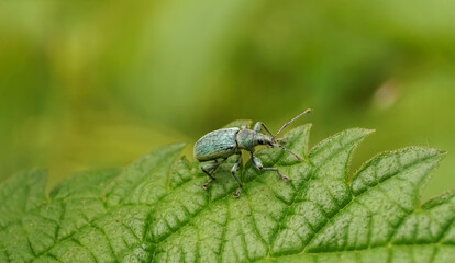 turquoise weevil on a leaf, selective focus image