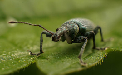 turquoise weevil on a leaf, selective focus image