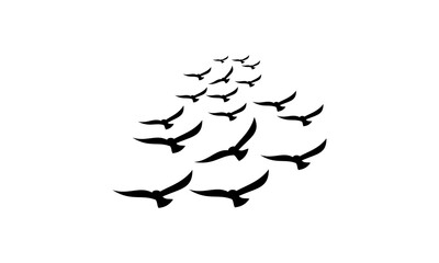 bird, freedom, independent, fly