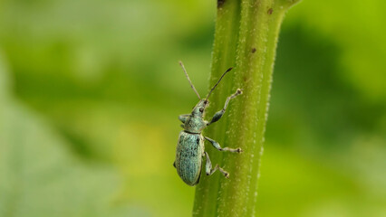 turquoise weevil on the grass, selective focus image